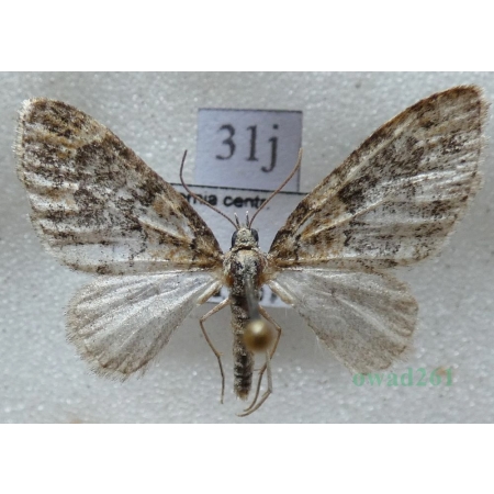 Acasis viretata (Hübner, 1799) Płatynka zielonka Czech31j